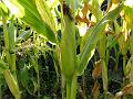 2011-0901-1615_Sweetcorn_20.7C